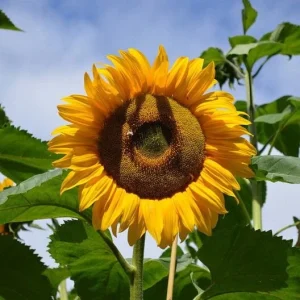 Mammoth Grey-Stripe Sunflower Seeds - Helianthus Annual - Edible - 25 Seeds - Image 4