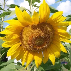 Mammoth Grey-Stripe Sunflower Seeds - Helianthus Annual - Edible - 25 Seeds - Image 5