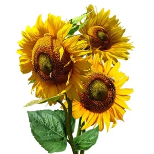 Mammoth Grey-Stripe Sunflower Seeds - Helianthus Annual - Edible - 25 Seeds - Image 6