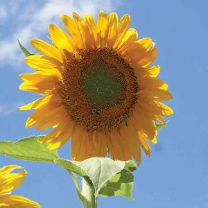 Mammoth Grey-Stripe Sunflower Seeds - Helianthus Annual - Edible - 25 Seeds - Image 7