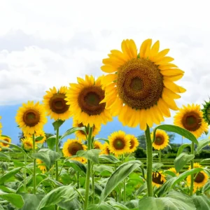Mammoth Grey-Stripe Sunflower Seeds - Helianthus Annual - Edible - 25 Seeds - Image 8