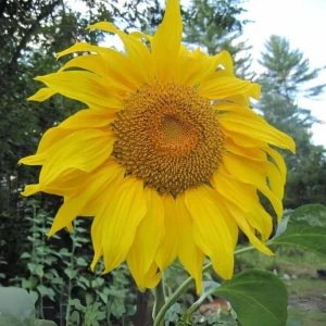 Mammoth Grey-Stripe Sunflower Seeds - Helianthus Annual - Edible - 25 Seeds - Image 9