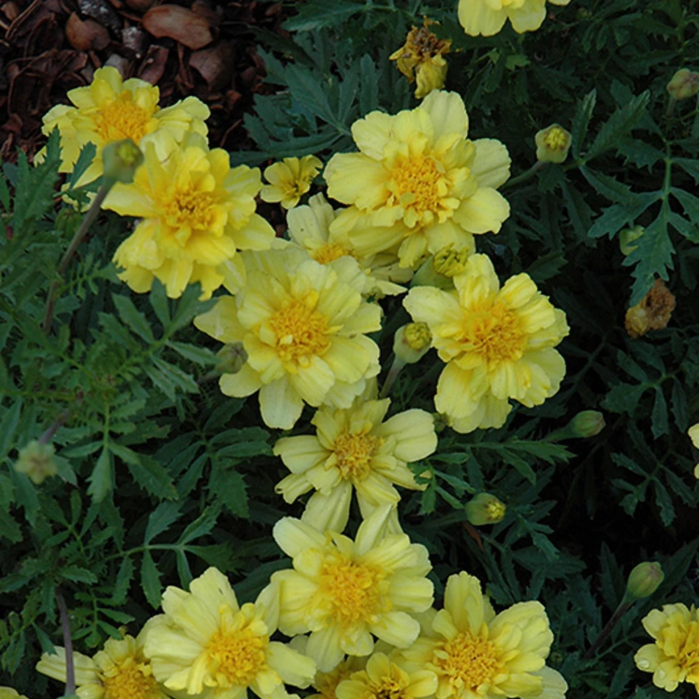 Marigold Vanilla Cream Seeds - Edible Dwarf Open-Pollinating - 25 Seed Pack - Image 10