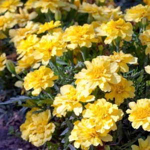 Marigold Vanilla Cream Seeds - Edible Dwarf Open-Pollinating - 25 Seed Pack - Image 12