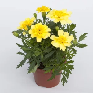 Marigold Vanilla Cream Seeds - Edible Dwarf Open-Pollinating - 25 Seed Pack - Image 14