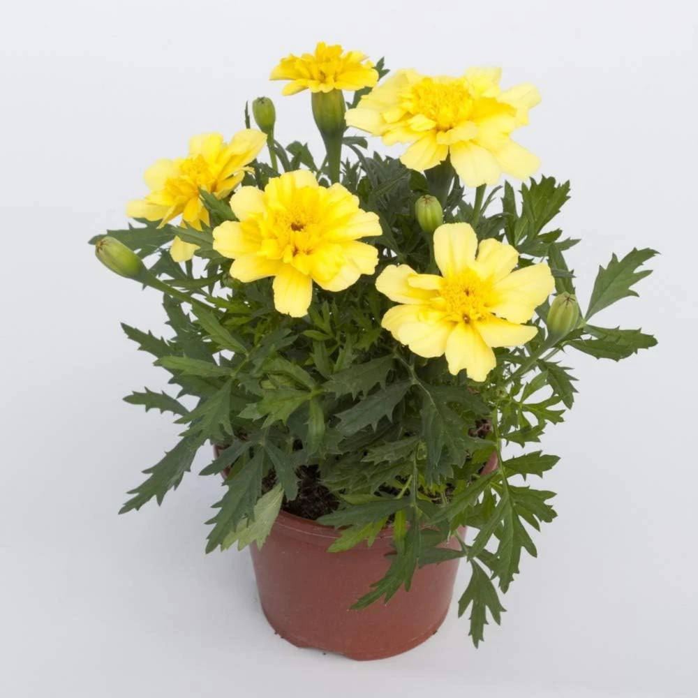 Marigold Vanilla Cream Seeds - Edible Dwarf Open-Pollinating - 25 Seed Pack - Image 14
