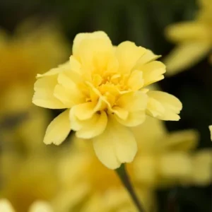 Marigold Vanilla Cream Seeds - Edible Dwarf Open-Pollinating - 25 Seed Pack - Image 15