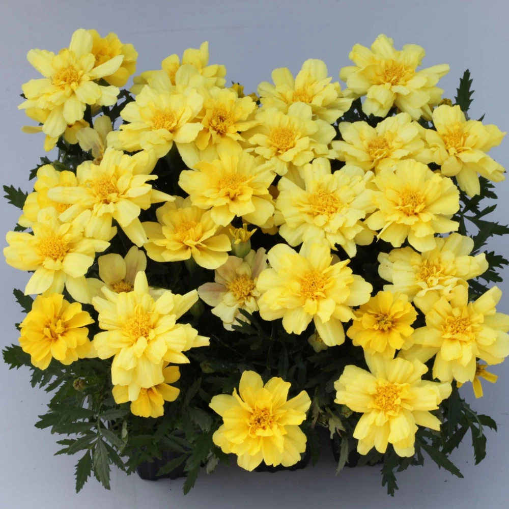 Marigold Vanilla Cream Seeds - Edible Dwarf Open-Pollinating - 25 Seed Pack - Image 16