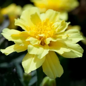Marigold Vanilla Cream Seeds - Edible Dwarf Open-Pollinating - 25 Seed Pack - Image 2