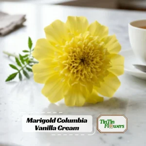 Marigold Vanilla Cream Seeds - Edible Dwarf Open-Pollinating - 25 Seed Pack - Image 1