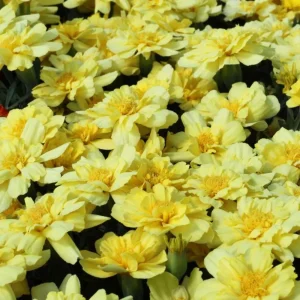 Marigold Vanilla Cream Seeds - Edible Dwarf Open-Pollinating - 25 Seed Pack - Image 3