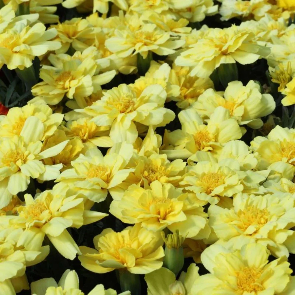 Marigold Vanilla Cream Seeds - Edible Dwarf Open-Pollinating - 25 Seed Pack - Image 3