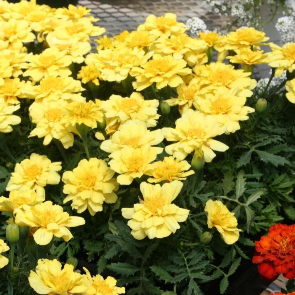 Marigold Vanilla Cream Seeds - Edible Dwarf Open-Pollinating - 25 Seed Pack - Image 4