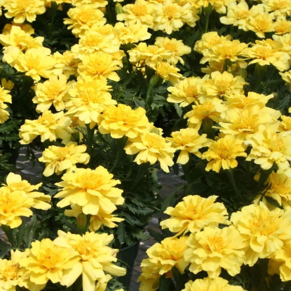 Marigold Vanilla Cream Seeds - Edible Dwarf Open-Pollinating - 25 Seed Pack - Image 5