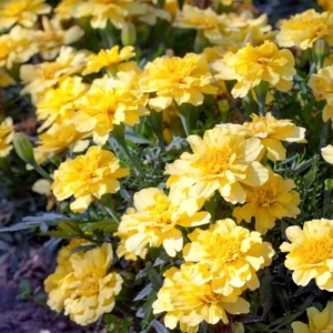 Marigold Vanilla Cream Seeds - Edible Dwarf Open-Pollinating - 25 Seed Pack - Image 6