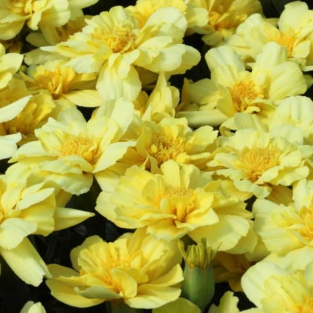 Marigold Vanilla Cream Seeds - Edible Dwarf Open-Pollinating - 25 Seed Pack - Image 7