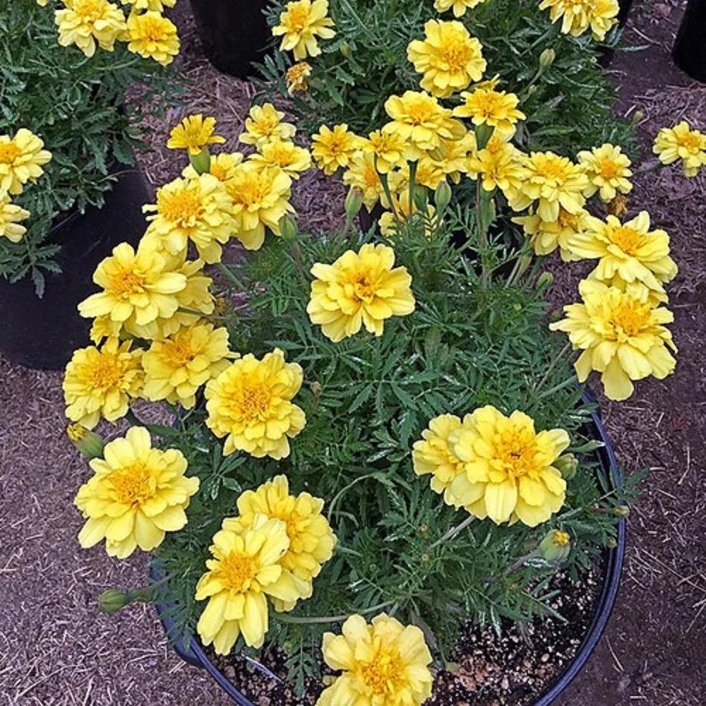 Marigold Vanilla Cream Seeds - Edible Dwarf Open-Pollinating - 25 Seed Pack - Image 8