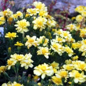 Marigold Vanilla Cream Seeds - Edible Dwarf Open-Pollinating - 25 Seed Pack - Image 9