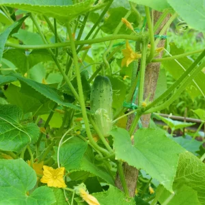 Marketmore 76 Cucumber Seeds - Heirloom Vegetable, High Yield - 20 Seeds - Image 10