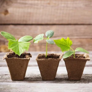 Marketmore 76 Cucumber Seeds - Heirloom Vegetable, High Yield - 20 Seeds - Image 11