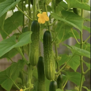 Marketmore 76 Cucumber Seeds - Heirloom Vegetable, High Yield - 20 Seeds - Image 13