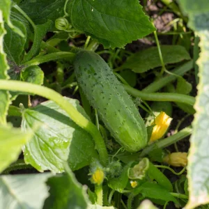 Marketmore 76 Cucumber Seeds - Heirloom Vegetable, High Yield - 20 Seeds - Image 14