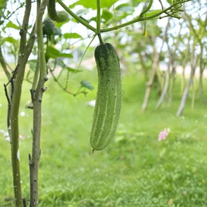 Marketmore 76 Cucumber Seeds - Heirloom Vegetable, High Yield - 20 Seeds - Image 2