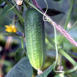 Marketmore 76 Cucumber Seeds - Heirloom Vegetable, High Yield - 20 Seeds - Image 3