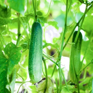 Marketmore 76 Cucumber Seeds - Heirloom Vegetable, High Yield - 20 Seeds - Image 5