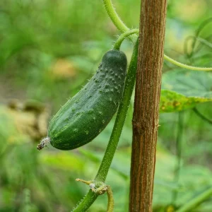 Marketmore 76 Cucumber Seeds - Heirloom Vegetable, High Yield - 20 Seeds - Image 7