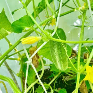Marketmore 76 Cucumber Seeds - Heirloom Vegetable, High Yield - 20 Seeds - Image 8