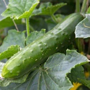 Marketmore 76 Cucumber Seeds - Heirloom Vegetable, High Yield - 20 Seeds - Image 9