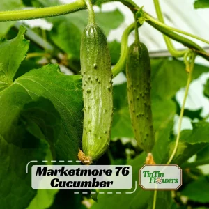 Marketmore 76 Cucumber Seeds - Heirloom Vegetable, High Yield - 20 Seeds - Image 1