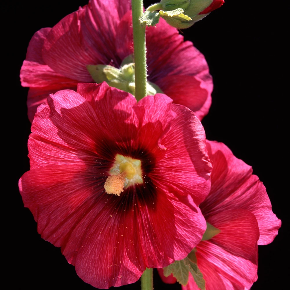 Mars Magic Light Red Hollyhock Seeds - 20 Seeds, Perennial, Cold Hardy, Pollinator-Friendly - Image 10