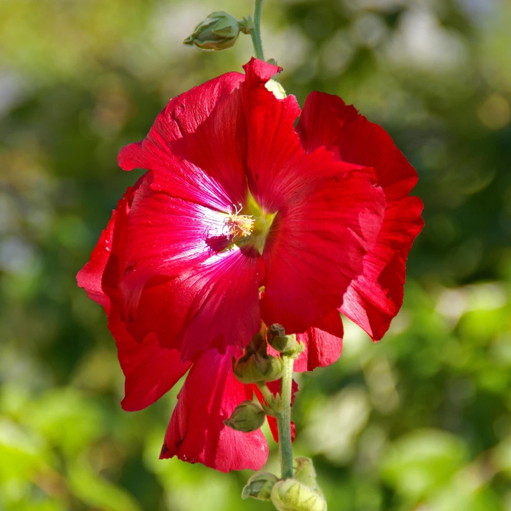 Mars Magic Light Red Hollyhock Seeds - 20 Seeds, Perennial, Cold Hardy, Pollinator-Friendly - Image 12