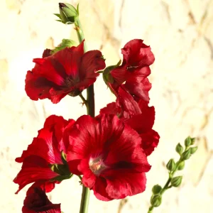 Mars Magic Light Red Hollyhock Seeds - 20 Seeds, Perennial, Cold Hardy, Pollinator-Friendly - Image 13