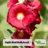 Mars Magic Light Red Hollyhock Seeds - 20 Seeds, Perennial, Cold Hardy, Pollinator-Friendly - Image 1