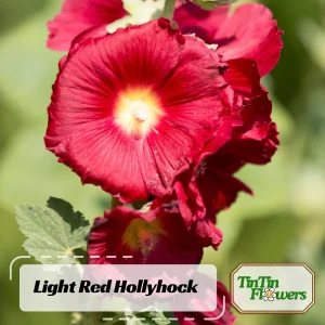 Mars Magic Light Red Hollyhock Seeds - 20 Seeds, Perennial, Cold Hardy, Pollinator-Friendly - Image 1