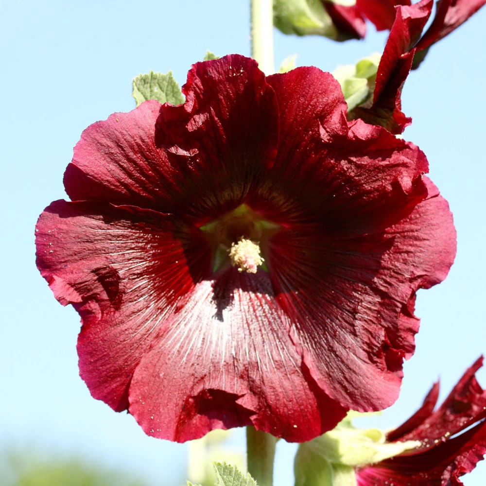 Mars Magic Light Red Hollyhock Seeds - 20 Seeds, Perennial, Cold Hardy, Pollinator-Friendly - Image 14