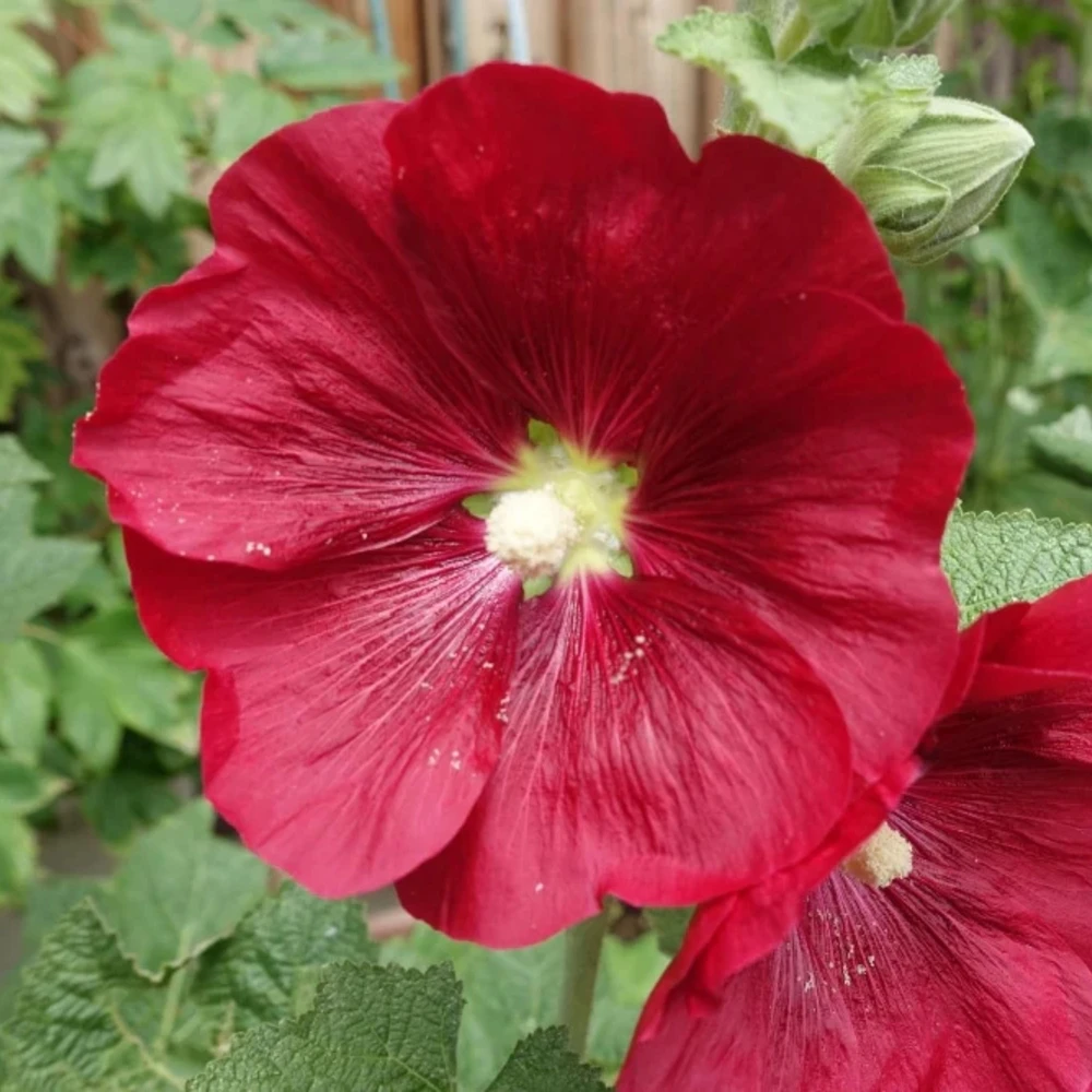 Mars Magic Light Red Hollyhock Seeds - 20 Seeds, Perennial, Cold Hardy, Pollinator-Friendly - Image 16