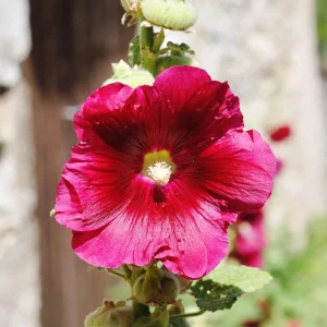 Mars Magic Light Red Hollyhock Seeds - 20 Seeds, Perennial, Cold Hardy, Pollinator-Friendly - Image 17