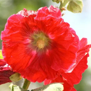 Mars Magic Light Red Hollyhock Seeds - 20 Seeds, Perennial, Cold Hardy, Pollinator-Friendly - Image 2