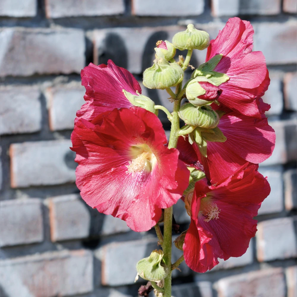 Mars Magic Light Red Hollyhock Seeds - 20 Seeds, Perennial, Cold Hardy, Pollinator-Friendly - Image 3