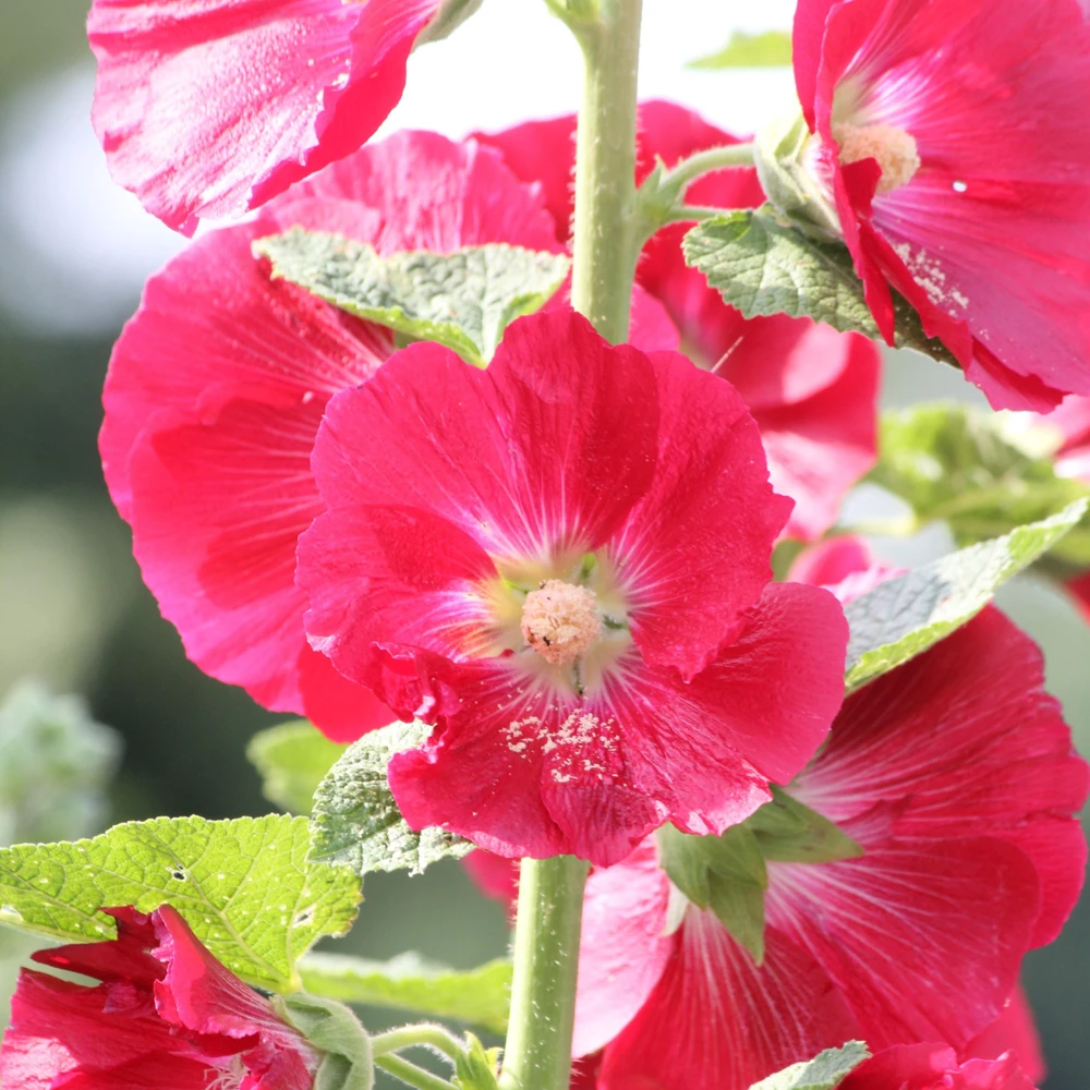 Mars Magic Light Red Hollyhock Seeds - 20 Seeds, Perennial, Cold Hardy, Pollinator-Friendly - Image 4