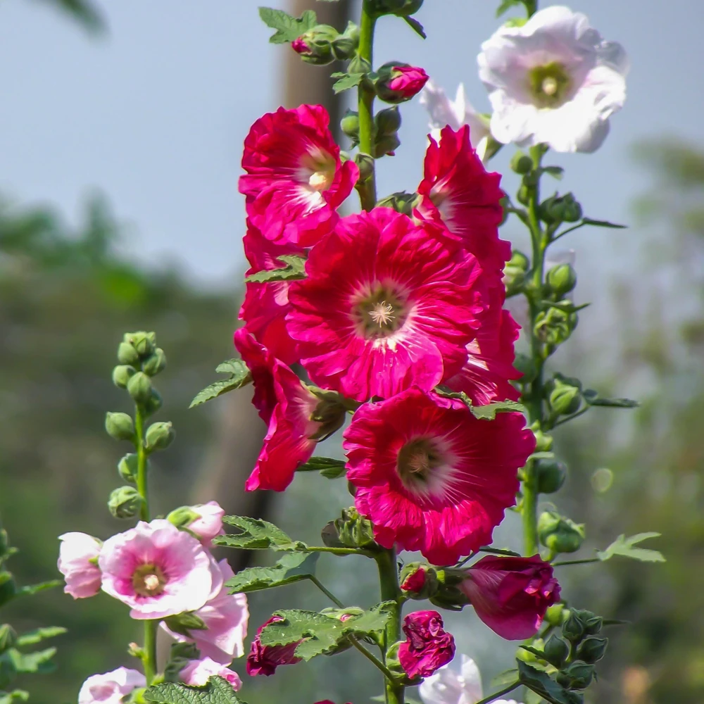 Mars Magic Light Red Hollyhock Seeds - 20 Seeds, Perennial, Cold Hardy, Pollinator-Friendly - Image 5