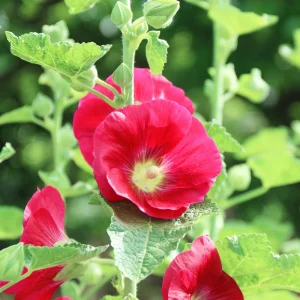 Mars Magic Light Red Hollyhock Seeds - 20 Seeds, Perennial, Cold Hardy, Pollinator-Friendly - Image 6