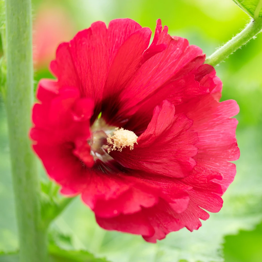 Mars Magic Light Red Hollyhock Seeds - 20 Seeds, Perennial, Cold Hardy, Pollinator-Friendly - Image 7