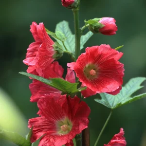 Mars Magic Light Red Hollyhock Seeds - 20 Seeds, Perennial, Cold Hardy, Pollinator-Friendly - Image 8