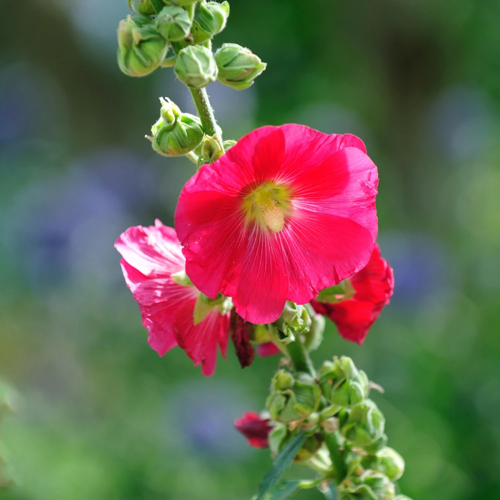 Mars Magic Light Red Hollyhock Seeds - 20 Seeds, Perennial, Cold Hardy, Pollinator-Friendly - Image 9