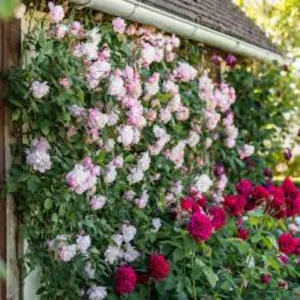Mary Delany Rose Seeds - 30 Pack - Soft Pink Double Blooms - Fragrant English Shrub Rose - Image 10